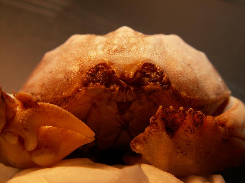 Calappa pelii 11.JPG